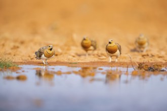 Pin-tailed Sandgrouse (Pterocles alchata) on a farmers field at a water pool, Belchite, Aragon,