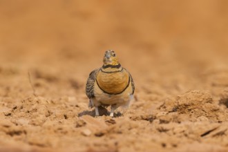 Pin-tailed Sandgrouse (Pterocles alchata) on a farmers field, Belchite, Aragon, Saragossa, Spain