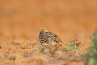 Pin-tailed Sandgrouse (Pterocles alchata) on a farmers field, Belchite, Aragon, Saragossa, Spain