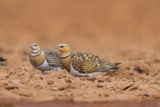 Pin-tailed Sandgrouse (Pterocles alchata) on a farmers field, Belchite, Aragon, Saragossa, Spain