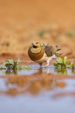 Pin-tailed Sandgrouse (Pterocles alchata) on a farmers field at a water pool, Belchite, Aragon,