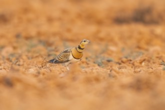 Pin-tailed Sandgrouse (Pterocles alchata) on a farmers field, Belchite, Aragon, Saragossa, Spain