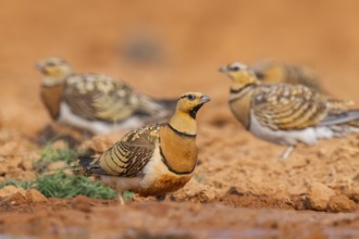 Pin-tailed Sandgrouse (Pterocles alchata) on a farmers field at a water pool, Belchite, Aragon,