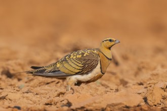 Pin-tailed Sandgrouse (Pterocles alchata) on a farmers field, Belchite, Aragon, Saragossa, Spain