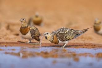 Pin-tailed Sandgrouse (Pterocles alchata) on a farmers field drinking at a water pool, Belchite,