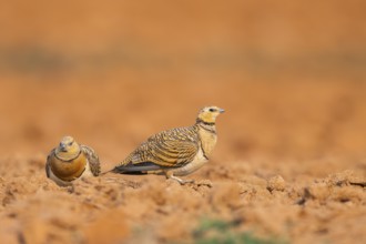 Pin-tailed Sandgrouse (Pterocles alchata) on a farmers field, Belchite, Aragon, Saragossa, Spain