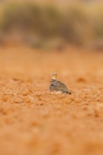 Pin-tailed Sandgrouse (Pterocles alchata) on a farmers field, Belchite, Aragon, Saragossa, Spain