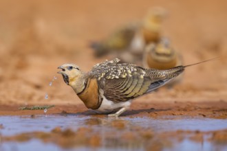 Pin-tailed Sandgrouse (Pterocles alchata) on a farmers field drinking at a water pool, Belchite,