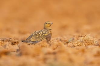 Pin-tailed Sandgrouse (Pterocles alchata) on a farmers field, Belchite, Aragon, Saragossa, Spain
