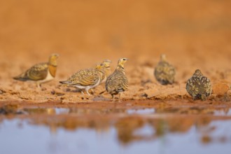 Pin-tailed Sandgrouse (Pterocles alchata) on a farmers field at a water pool, Belchite, Aragon,