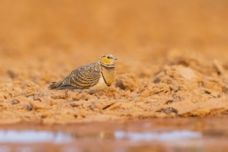 Pin-tailed Sandgrouse (Pterocles alchata) on a farmers field at a water pool, Belchite, Aragon,