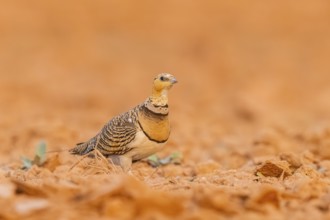 Pin-tailed Sandgrouse (Pterocles alchata) on a farmers field, Belchite, Aragon, Saragossa, Spain
