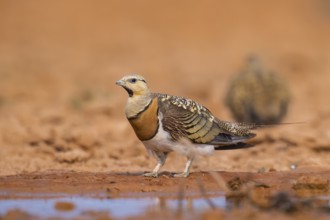Pin-tailed Sandgrouse (Pterocles alchata) on a farmers field at a water pool, Belchite, Aragon,