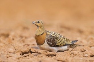 Pin-tailed Sandgrouse (Pterocles alchata) on a farmers field, Belchite, Aragon, Saragossa, Spain
