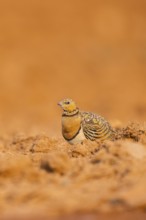 Pin-tailed Sandgrouse (Pterocles alchata) on a farmers field, Belchite, Aragon, Saragossa, Spain