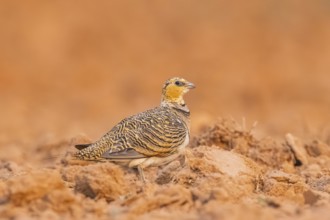 Pin-tailed Sandgrouse (Pterocles alchata) on a farmers field, Belchite, Aragon, Saragossa, Spain