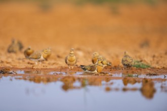 Pin-tailed Sandgrouse (Pterocles alchata) on a farmers field at a water pool, Belchite, Aragon,