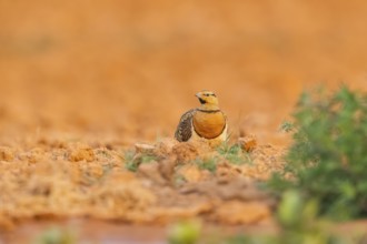 Pin-tailed Sandgrouse (Pterocles alchata) on a farmers field, Belchite, Aragon, Saragossa, Spain