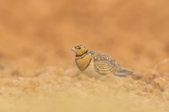 Pin-tailed Sandgrouse (Pterocles alchata) on a farmers field, Belchite, Aragon, Saragossa, Spain