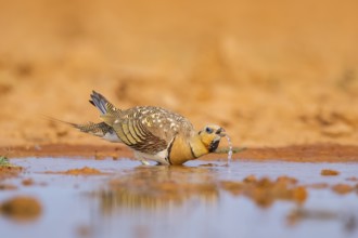 Pin-tailed Sandgrouse (Pterocles alchata) on a farmers field drinking at a water pool, Belchite,