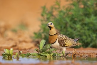 Pin-tailed Sandgrouse (Pterocles alchata) on a farmers field at a water pool, Belchite, Aragon,