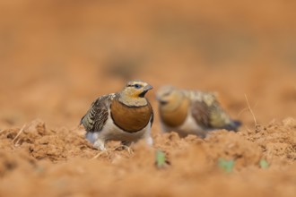 Pin-tailed Sandgrouse (Pterocles alchata) on a farmers field, Belchite, Aragon, Saragossa, Spain