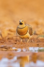 Pin-tailed Sandgrouse (Pterocles alchata) on a farmers field at a water pool, Belchite, Aragon,