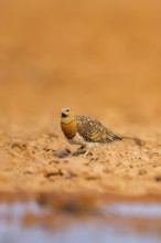 Pin-tailed Sandgrouse (Pterocles alchata) on a farmers field at a water pool, Belchite, Aragon,
