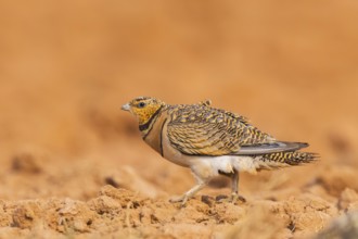 Pin-tailed Sandgrouse (Pterocles alchata) on a farmers field, Belchite, Aragon, Saragossa, Spain