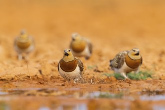 Pin-tailed Sandgrouse (Pterocles alchata) on a farmers field at a water pool, Belchite, Aragon,