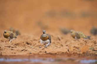 Pin-tailed Sandgrouse (Pterocles alchata) on a farmers field at a water pool, Belchite, Aragon,