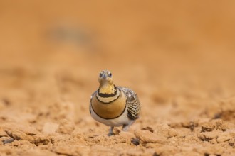 Pin-tailed Sandgrouse (Pterocles alchata) on a farmers field, Belchite, Aragon, Saragossa, Spain
