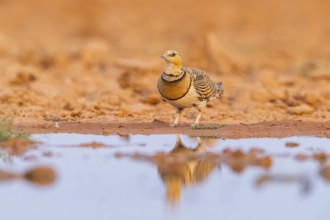 Pin-tailed Sandgrouse (Pterocles alchata) on a farmers field at a water pool, Belchite, Aragon,