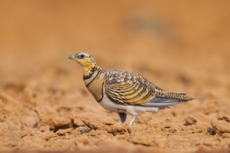 Pin-tailed Sandgrouse (Pterocles alchata) on a farmers field, Belchite, Aragon, Saragossa, Spain