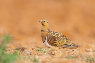 Pin-tailed Sandgrouse (Pterocles alchata) on a farmers field, Belchite, Aragon, Saragossa, Spain