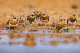 Pin-tailed Sandgrouse (Pterocles alchata) on a farmers field at a water pool, Belchite, Aragon,