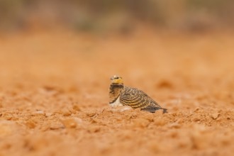 Pin-tailed Sandgrouse (Pterocles alchata) on a farmers field, Belchite, Aragon, Saragossa, Spain
