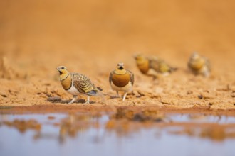 Pin-tailed Sandgrouse (Pterocles alchata) on a farmers field at a water pool, Belchite, Aragon,