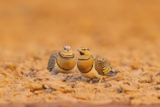 Pin-tailed Sandgrouse (Pterocles alchata) on a farmers field, Belchite, Aragon, Saragossa, Spain