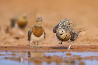 Pin-tailed Sandgrouse (Pterocles alchata) on a farmers field at a water pool, Belchite, Aragon,