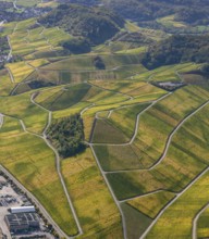 Aerial photo, wine-growing region Moselle Luxembourg, vineyards, Wellenstein, Saarland,