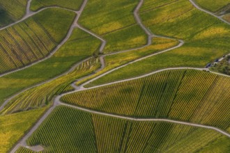 Aerial photo, wine-growing region Moselle Luxembourg, vineyards, Wellenstein, Saarland,