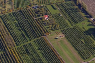 Aerial photo, vineyards, Merzig, Saarland, Germany, Europe, birds-eyes view, aerial photography,