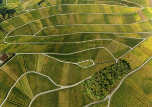 Aerial photo, wine-growing region Moselle Luxembourg, vineyards, Wellenstein, Saarland,