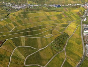 Aerial photo, wine-growing region Moselle Luxembourg, vineyards, Schwebsingen, Saarland,