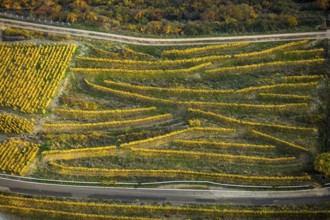 Serpentine roads in the vineyards of Oberwesel near Loreley, Rhine valley, Rhine wine, colourful