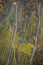Serpentine roads in the vineyards of Oberwesel near Loreley, Rhine valley, Rhine wine, colourful