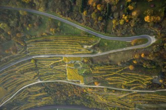 Serpentine roads in the vineyards of Oberwesel near Loreley, Rhine valley, Rhine wine, colourful