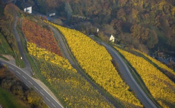 Colourful autumn leaves, vine leaves, vineyard, Sankt Goar, Rhine Valley, Rhineland-Palatinate,