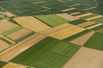 Fields near Mörstadt, agriculture, agriculture, Worms, Rhineland-Palatinate, Germany, Mörstadt,